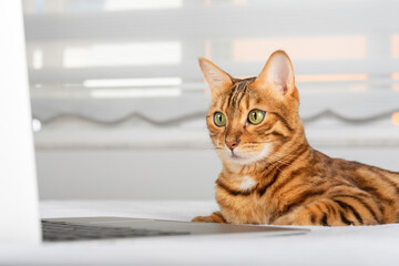 Close-up of a cat near a laptop.