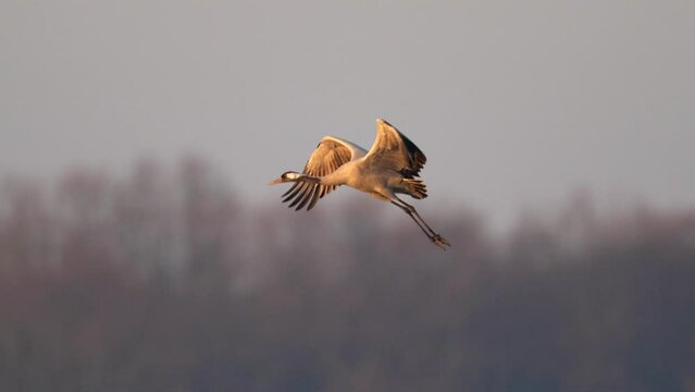 Common crane (Grus grus) in its natural habitat