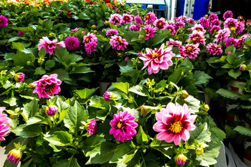 Fototapeta na wymiar Dalia plants in pots ready to be purchased and planted in flower beds and gardens. Shot in Toronto in Spring.