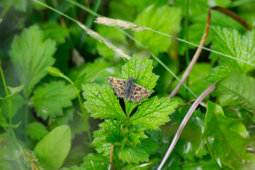 Mallow skipper (Carcharodus alceae) butterfly perched on green leaf in Zurich, Switzerland