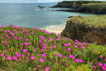 flowers on the coast of the sea