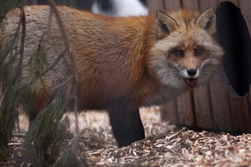 close up portrait of cute red fox ib the zoo