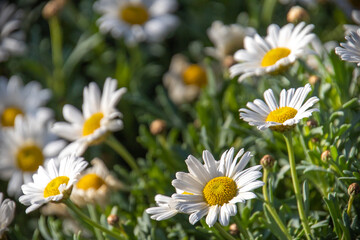 Fototapeta premium close up of daisy in a field