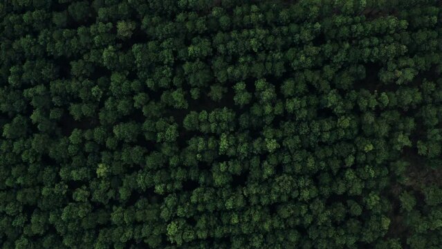 woods trees forest green pattern aerial drone shot