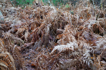 Brown dry old bracken in the woodland