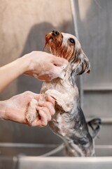 Yorkshire terrier getting washed by the female groomer