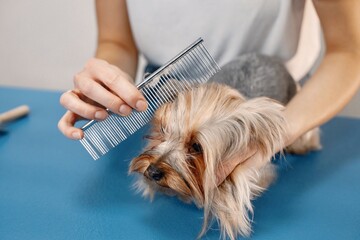 Yorkshire terrier getting comb by the female groomer