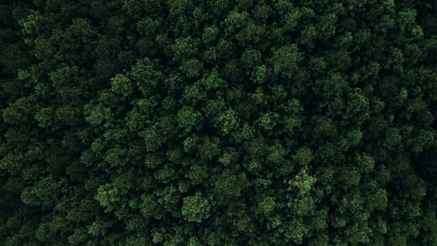 woods trees forest green pattern aerial drone shot