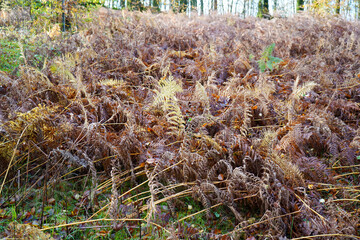 Brown dry old bracken in the woodland