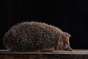 hedgehog on a dark clean background
