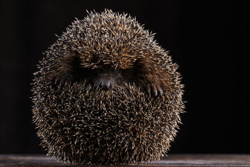 hedgehog on a dark clean background