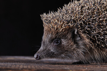 hedgehog on a dark clean background