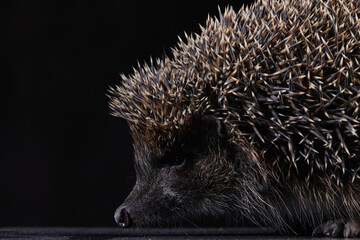 hedgehog on a dark clean background
