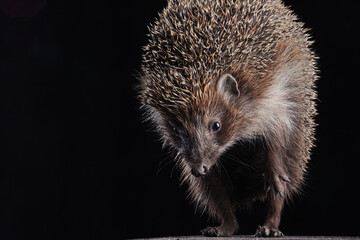 hedgehog on a dark clean background