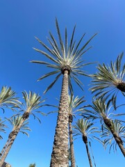 palm trees against blue sky