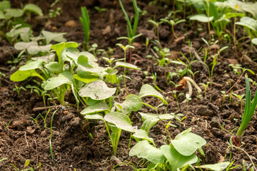 Young radish Raphanus sativus sprouts growing in greenhouse. Radish seedlings in the garden. Green leaves of radish plant. Close up. Detail. Selective focus.