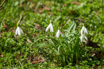 Flowers snowdrops in garden, sunlight. First beautiful snowdrops in spring. Common snowdrop blooming. Galanthus nivalis bloom in spring forest. Snowdrops close up.