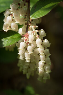 Mountain doghobble plant.  Leucothoe fontanesiana.