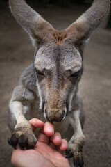 kangaroo holding hands