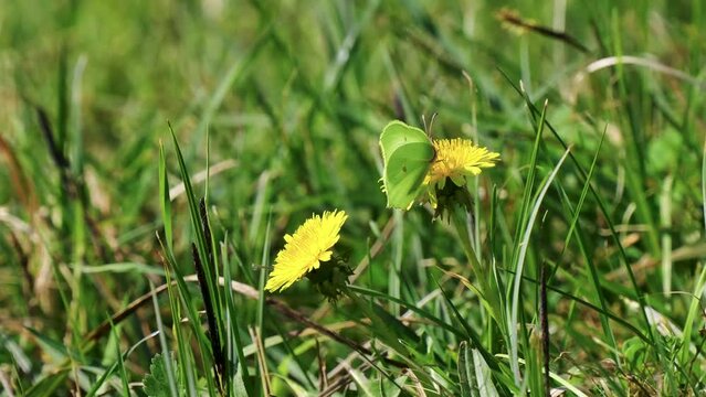 Female Brimstone Butterfly on Dandelion
