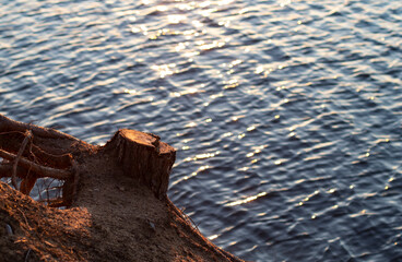 Stump of a cut down tree on a beach cliff during sunrise