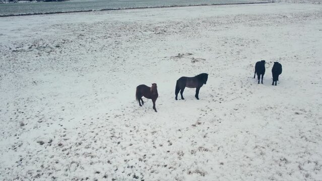 Wild horses, volcanic landscape,above, aerial view, wild nature in snowy winter, Icelandic Highlands, Pakgil, Suourland, Iceland, Polar Regions