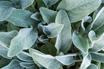 Fototapeta premium Background from a plant Stachys byzantina or woolly betony, lamb's ear. Green leaf texture.