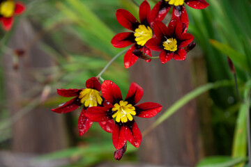 Fototapeta premium 水仙アヤメの花