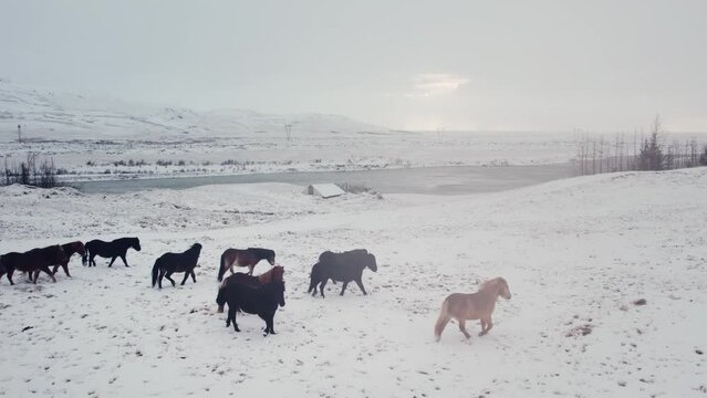 Wild horses, volcanic landscape,above, aerial view, wild nature in snowy winter, Icelandic Highlands, Pakgil, Suourland, Iceland, Polar Regions