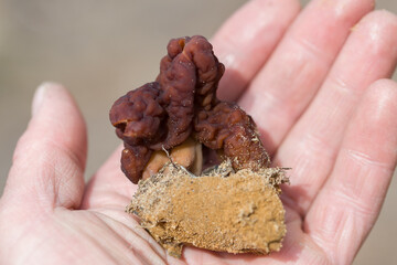 Mushroom lines lies on the hand of a man. Defocused background. Focusing on the fine grains of sand on the surface of the mushroom.