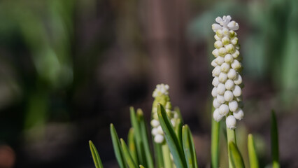 close up of white flowers in garden 