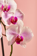 Naklejka na ściany i meble Flowers orchid Phalaenopsis white flowers with pink veins and core on pink background
