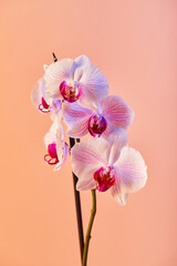 Fototapeta na wymiar Flowers orchid Phalaenopsis white flowers with pink veins and core on pink background