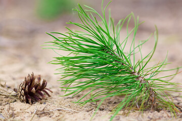 Young pine seedling close up. There is a pine cone nearby. Defocused background. Soft focus.
