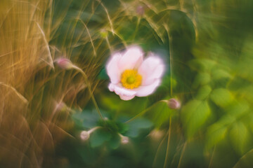 Flowers- soft focus effect. Depth of field