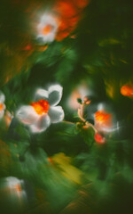 Plakat Flowers- soft focus effect. Depth of field
