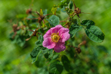Flowers- soft focus effect. Depth of field