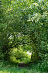 passage dans les arbres au milieu d'une foret 