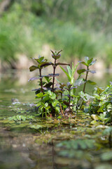plantes aquatiques dans le lit d'une rivière