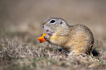 Naklejka na ściany i meble Ground squirrel eats food on the pasture.