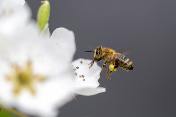 A bee flies from flower to flower and collects nectar.