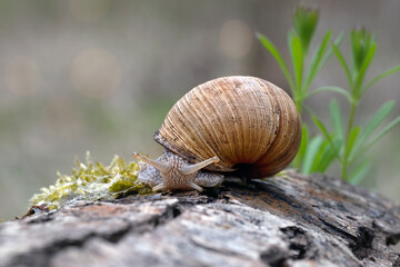 The snail rides after the rain in the park.