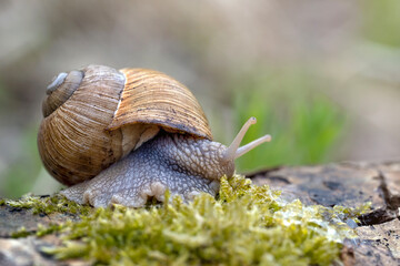 The snail rides after the rain in the park.