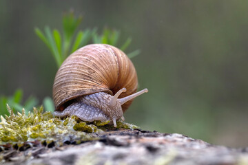 The snail rides after the rain in the park.