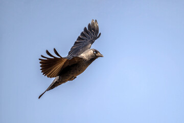 The jackdaw flies over the meadow.