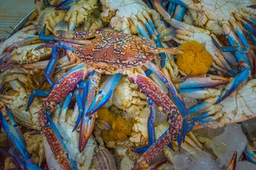 Foto auf Acrylglas A pile of Blue Swimming Crabs (Portunus pelagicus) at Abu Dhabi's Al Mina fish market  © Christian Schmidt 