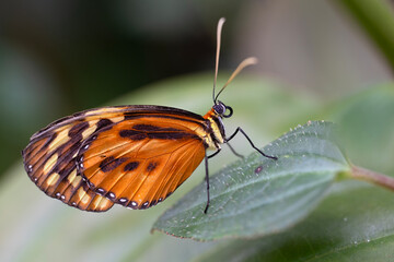 freshly hatched butterflies at the show.