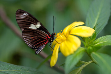 freshly hatched butterflies at the show.
