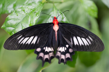 freshly hatched butterflies at the show.