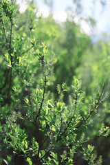 Spring nature background. Forest landscape. Green trees and grass on a spring morning.